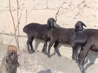 ஆண் ஆடு, ஆடுகள் — புகைப்படம் 5