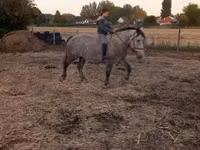 Kuda betina, Horses — foto 1