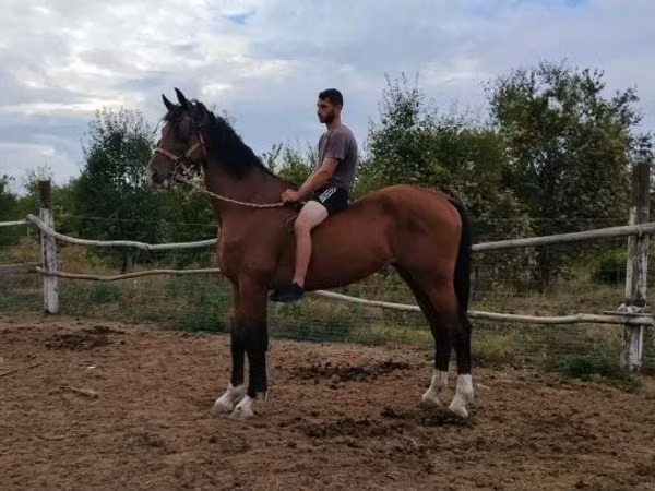 Hing, Dutch warmblood horse