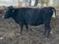 Vache, Bovins — photo 8