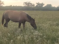 Mare, Kazakh horse — photo 3