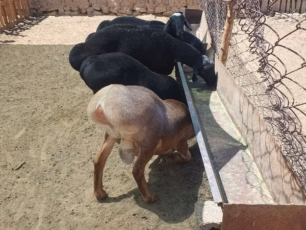 Ram, Rhon sheep — Uzbekistan