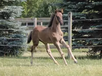 حصان, Rocky Mountain Horse — الصورة 4