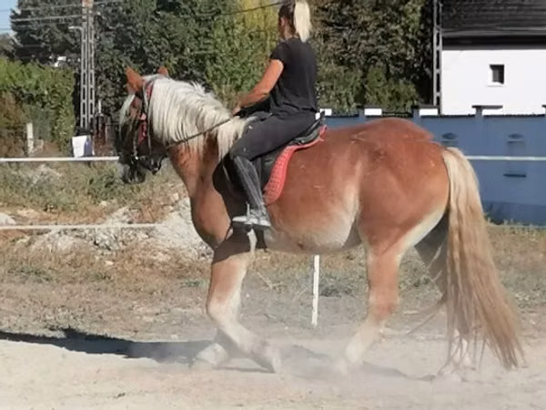 雄馬, 馬