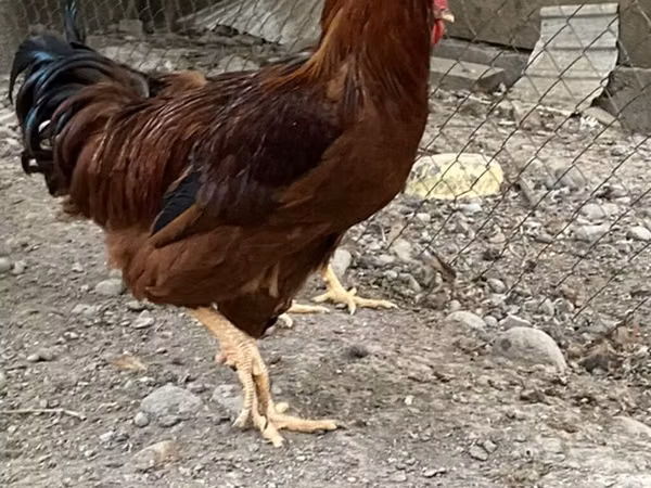 Chickens — Kyrgyzstan