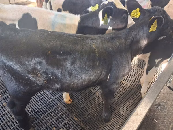 Cow, Russian Black pied cattle — Poland