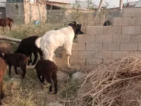 बकरी, Beetal goats — फ़ोटो 5