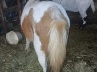 Mare, Horses — photo 2