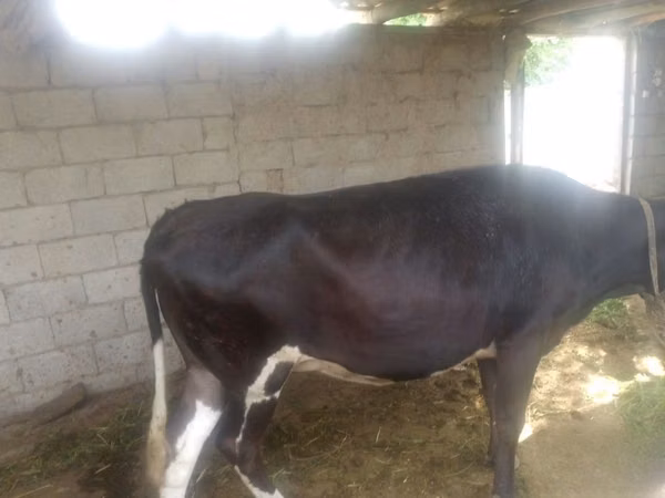 Cow, Cattle — Uzbekistan