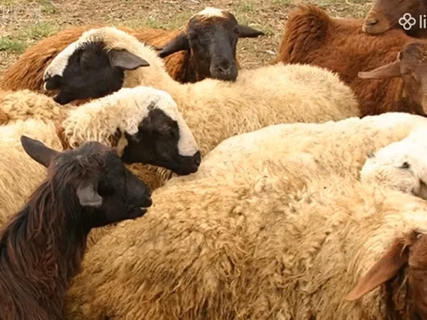 Ram, Sheep — Armenia