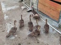 Ducks — photo 2