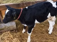 Cow, Holstein breed — photo 2