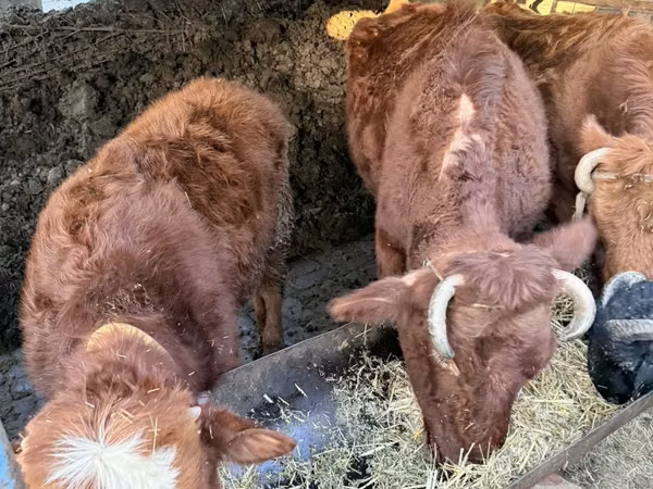 Cattle (batch, sex not specified), Cattle — Uzbekistan