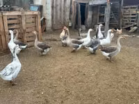 Geese — 1 зураг