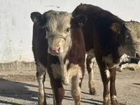 Үнээ, Simmental cattle — 1 зураг