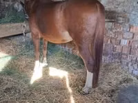Cavallo, Kisber felver — foto 4