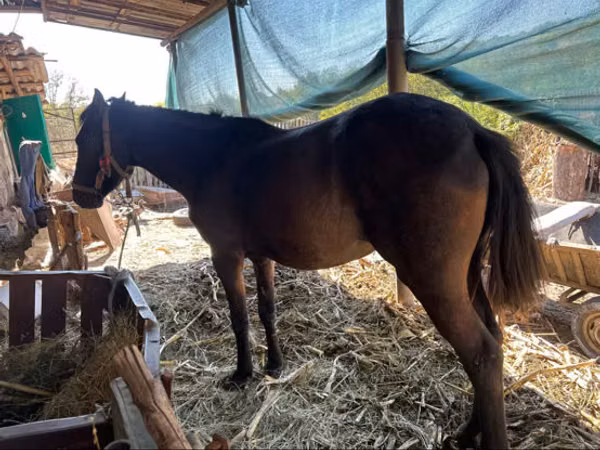 Cavalla, Cavalli