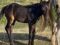 Horse (M), Horses — photo 2