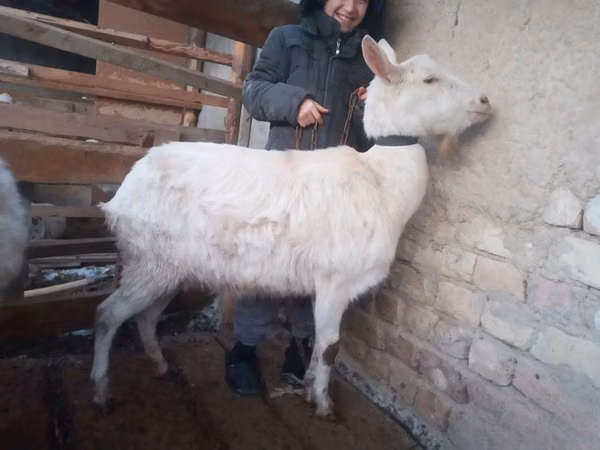 Goat, Saanen goat — Uzbekistan