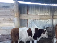 گاو نر, Latvian Blue cattle — عکس 1