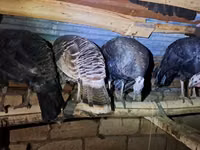 Turkeys — φωτογραφία 2