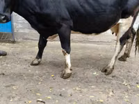 Krava, Russian Black pied cattle — foto 1