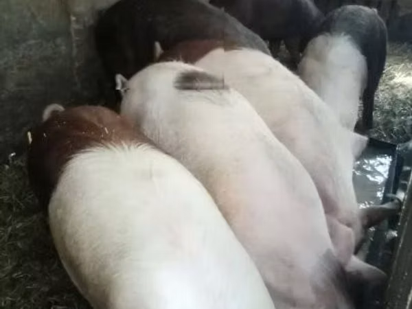 แม่สุกร, หมู — ฮังการี
