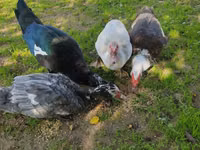 Ducks — photo 4