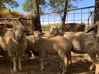 گوسفند (گروه، جنسیت مشخص نشده), Ile-de-France sheep — عکس 1