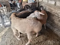 Ram, Rhon sheep — photo 3