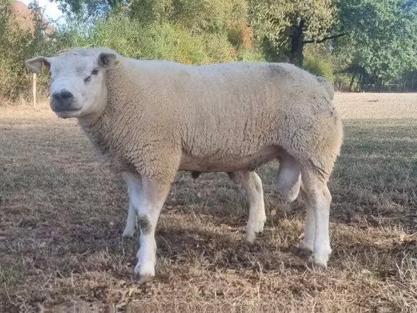 Ram, Texel sheep — United Kingdom
