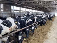 Vache, Race Holstein — photo 1