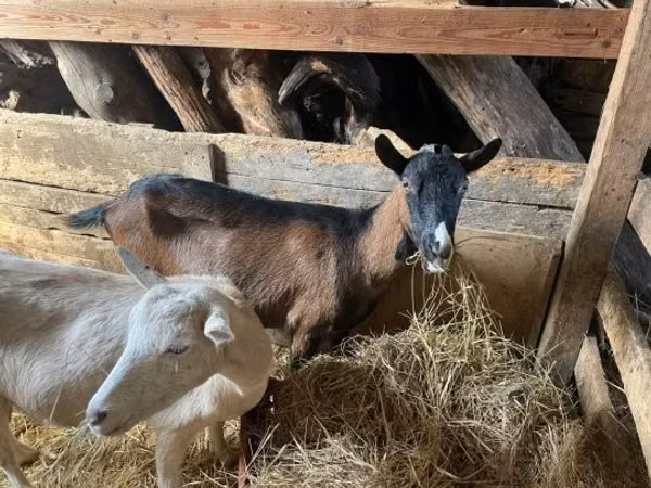 Goat, Alpine goat — Hungary