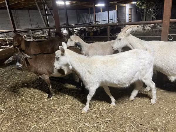 بز ماده, Kamori goats