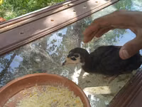 Turkeys — foto 1