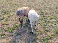 Ram, Sheep — photo 4
