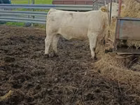 گاو ماده, Charolais cattle — عکس 3