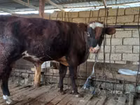 Toro, Bovini — foto 2