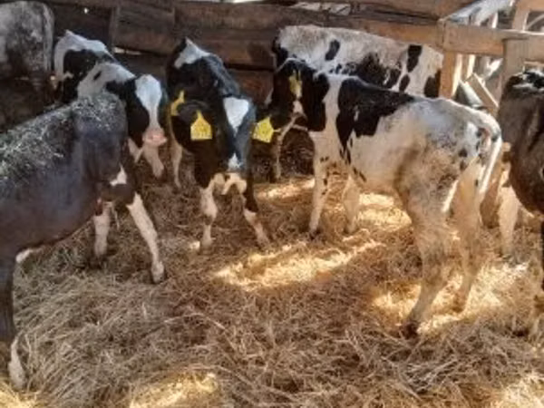 Dibi, Cattle — Hangari