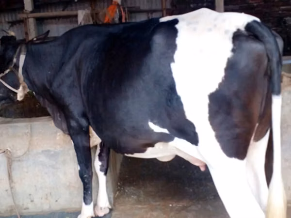 Cow, Holstein breed