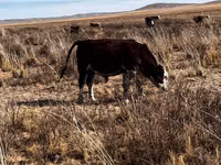 Toro, Bovini — foto 2
