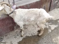 بز ماده, Saanen goat — عکس 4