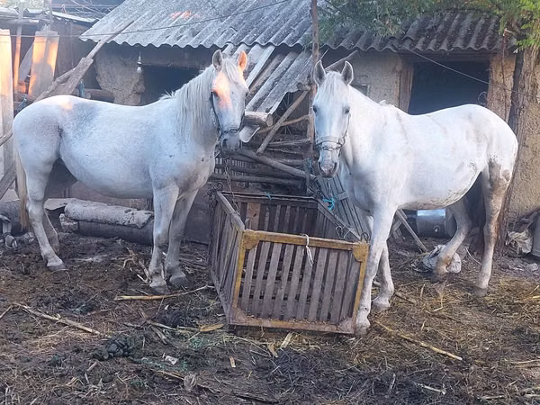 Mare, Horses — Moldova