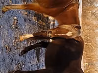 კვიცი, ცხენები — ფოტო 2
