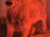 Banteng, Swiss cattle — foto 6