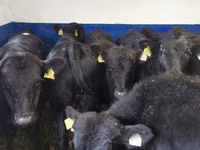 Bò đực, Aberdeen – Angus — ảnh 5
