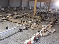 Chickens — photo 3