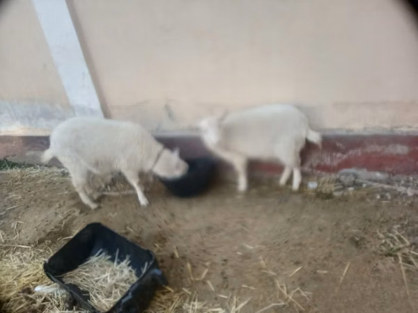 แพะตัวเมีย, Irish goat