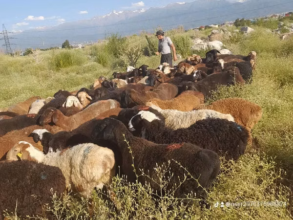 Ram, Sheep