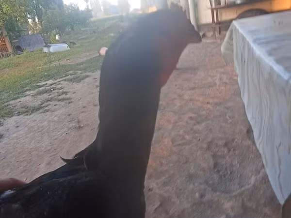 Chickens — Kirgistaan